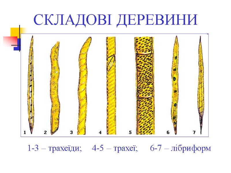 СКЛАДОВІ ДЕРЕВИНИ 1-3 – трахеїди;    4-5 – трахеї;   